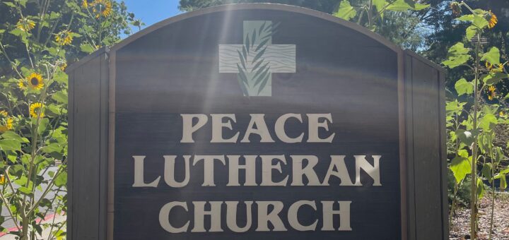 Photo of the Peace Lutheran sign at the entrance to the parking lot. Sunflowers blooming in the sunshine around the sign.