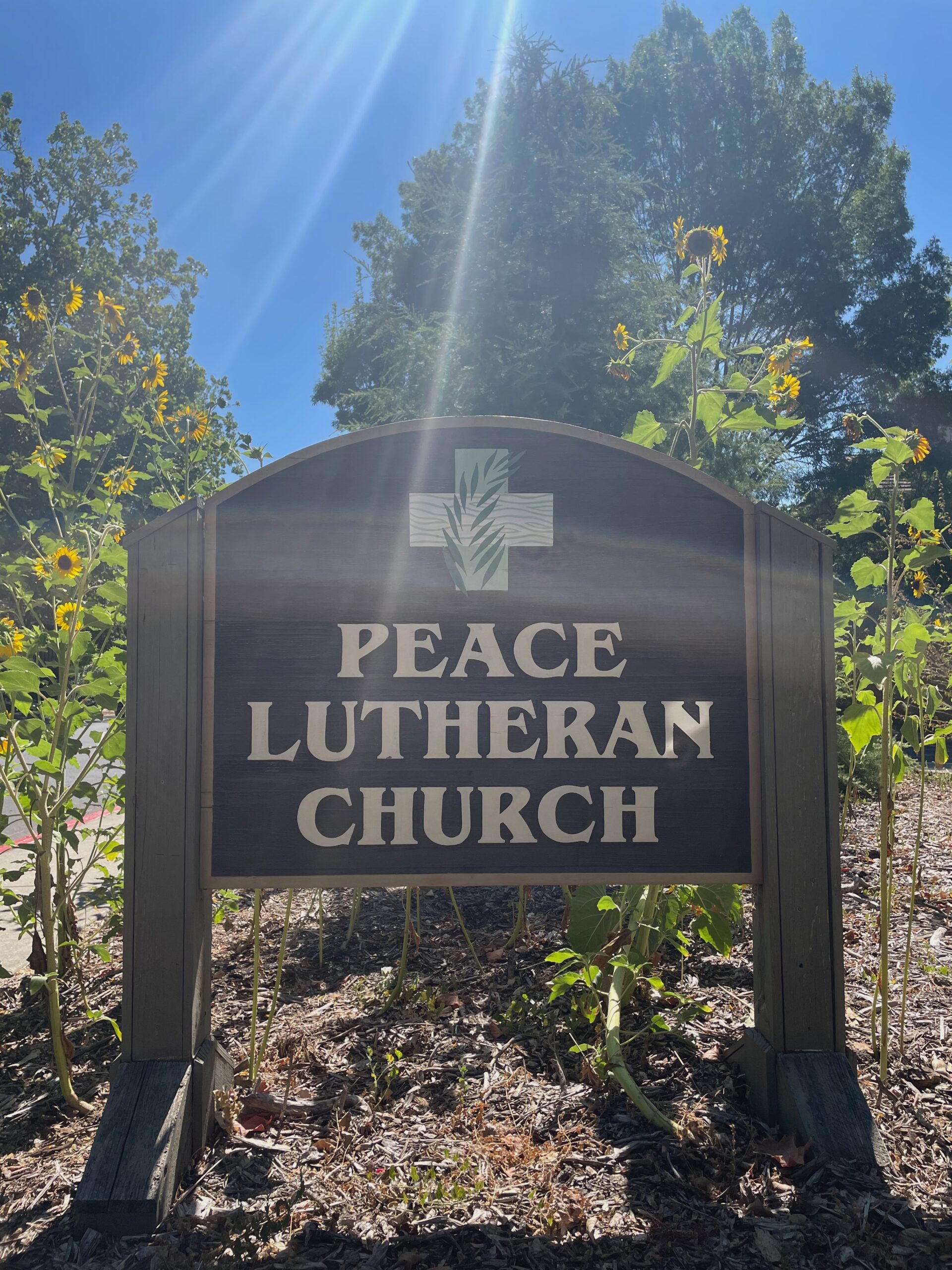 Photo of the Peace Lutheran sign at the entrance to the parking lot. Sunflowers blooming in the sunshine around the sign.