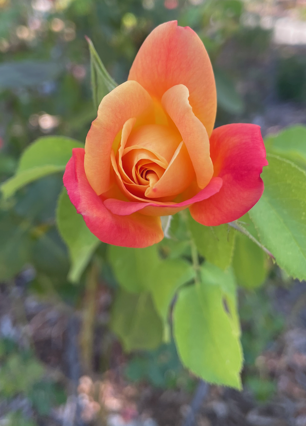 Photo of rosebud unfolding in the Peace Labyrinth Garden