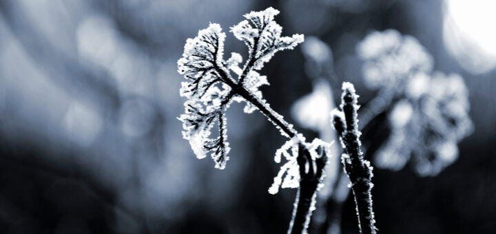 Photo of a flowering plant covered in frost evoking the coldness & darkness of Winter. From Alexander Sinn via unsplash.com.