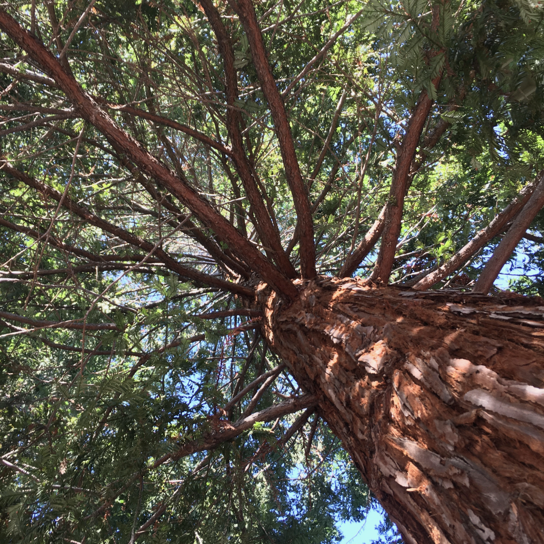 The view from underneath the redwood canopy at Peace.