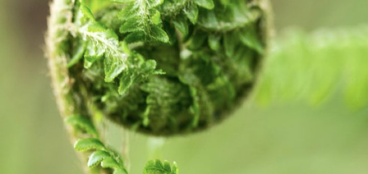 A fern before unfurling