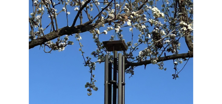 Spring Labyrinth Walk on Sunday, March 22nd, at Noon. Photo of Pear Blossoms and Wind Chime in the Peace Garden next to the Labyrinth. People of all traditions, faith, uncertainties, and questions are invited.