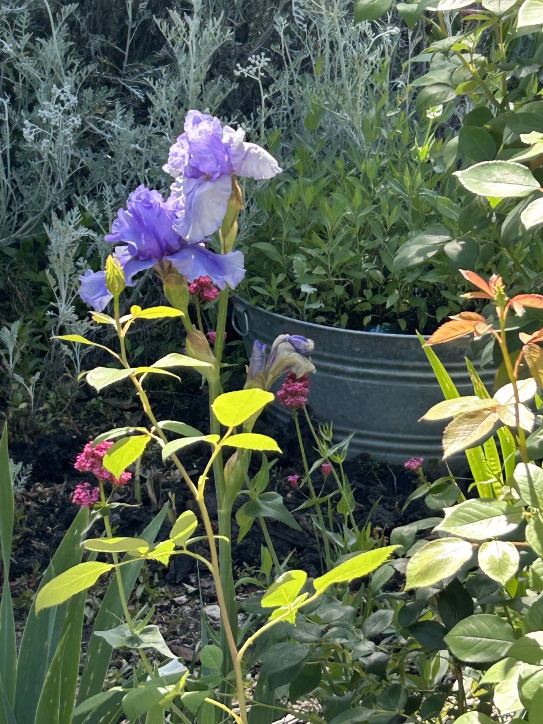 Flowers and plants, including a purple iris, in the Peace Garden.