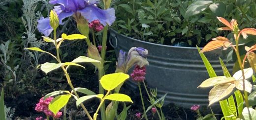 Flowers and plants, including a purple iris, in the Peace Garden.