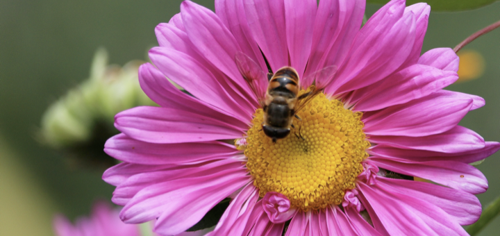 Pink cone flower with a bee in the yellow center. Green leaves in the background. Text Garden Art Project with Nana-Dictta. Photo by Mauro Fossati via unsplash.com