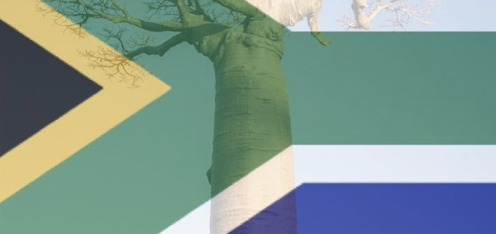 Photo of a Baobab tree with the South African Flag.
